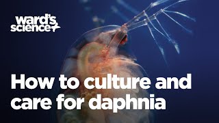 Caring and Culturing for Daphnia [upl. by Vickey]