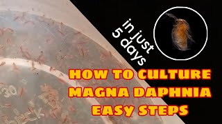 How to Culture Magna Daphnia Easily [upl. by Airan]