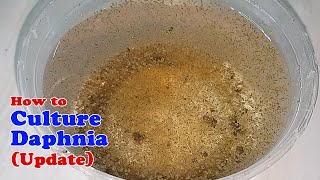 How to Culture Daphnia Update with ZERO Cost  Unlimited Live Food for Our Fish [upl. by Smeaj92]