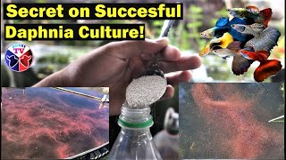 How to Culture Daphnia Successfully [upl. by Sternberg]