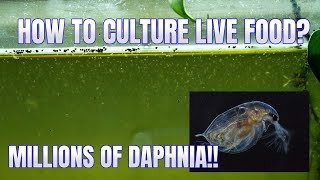 How to Culture Daphnia Secret Method to Breed MILLIONS  Simply Aquatic [upl. by Hubie703]