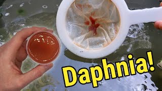 How I Culture Daphnia In Outdoor Tubs [upl. by Siseneg299]