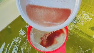 How to culture daphnia  Daphnia culture  How to grow daphnia outdoor [upl. by Fredelia]