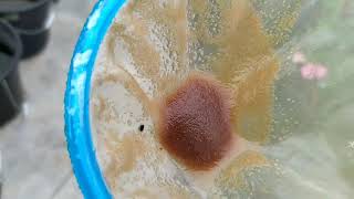 How to culture daphnia moina in a small container Part 1 English Subtitle [upl. by Nabala]