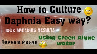 Daphnia MagnaHow to Culture Daphnia Easy wayCulturing Daphnia using Green water Daphnia [upl. by Baker]