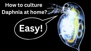 BEST Live Fish Food Beginner guide How to Culture Daphnia at home [upl. by Kinney]