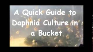 How to culture daphnia outside [upl. by Dunc650]