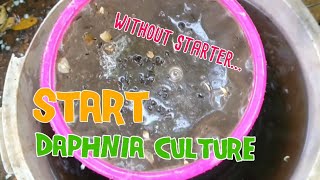 How to culture daphnia moina the easy way 1  Starting the Daphnia culture [upl. by Gnauq]