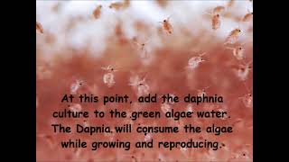 Daphnia  How to grow daphnia in your home [upl. by Adnamra]