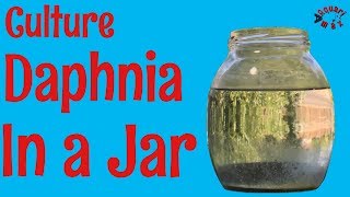 How to Culture Daphnia in a Jar [upl. by Layod]