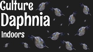 How to Culture Daphnia [upl. by Leibman]