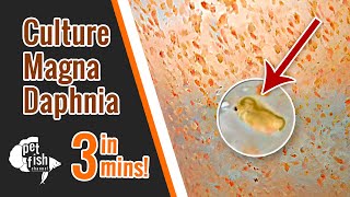 How to culture DAPHNIA MAGNA  The easy way [upl. by Nomyt]