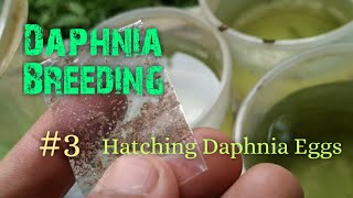 Daphnia Culture made simple and easy 3  Hatching Daphnia eggs [upl. by Aerbas658]