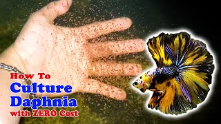 How to Culture Daphnia with ZERO Cost  Unlimited Live Food For Our Fish [upl. by Gasparo]