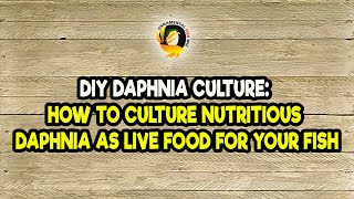 DIY Daphnia Culture How to Culture Nutritious Daphnia as Live Food for Your Fish [upl. by Ihab]