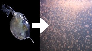 How I Culture Daphnia [upl. by Claribel]