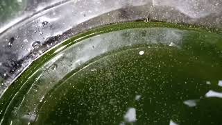 DAPHNIA MOINA CULTURE IN A SMALL BUCKET [upl. by Evante]