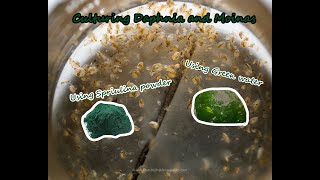 How To Culture Daphnia and Moinas using Green Water Spirulina powder [upl. by Hau]