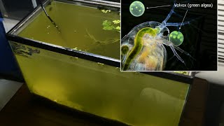 Raising Daphnia for the Freshwater Aquarium [upl. by Ivgnout385]