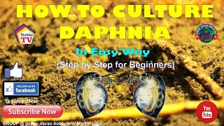 HOW TO CULTURE DAPHNIA In Easy Way [upl. by Halihs]